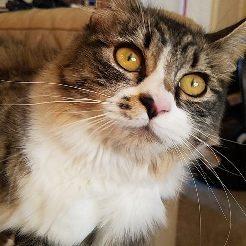 Meet the Closet Mascot!